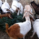 Illustration for article titled The Best Way to Remove Invasive Species? Greedy Goats